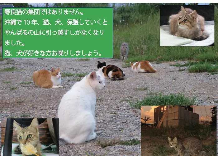 Okinawa Freedom