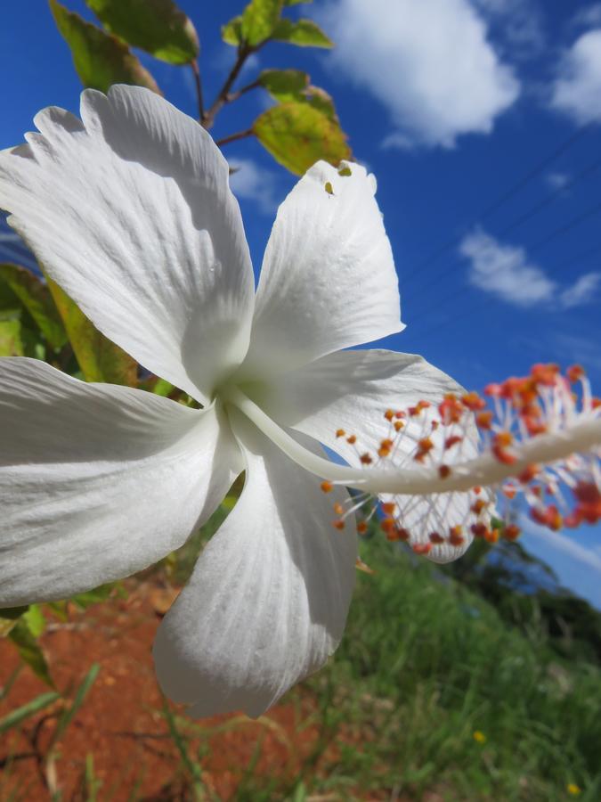 Okinawa Freedom *