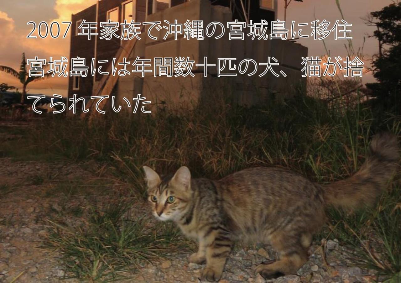 Okinawa Freedom