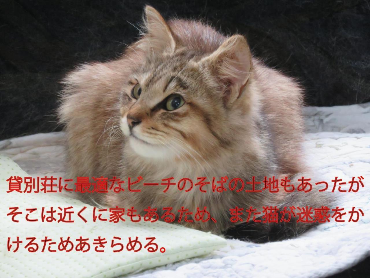 Okinawa Freedom